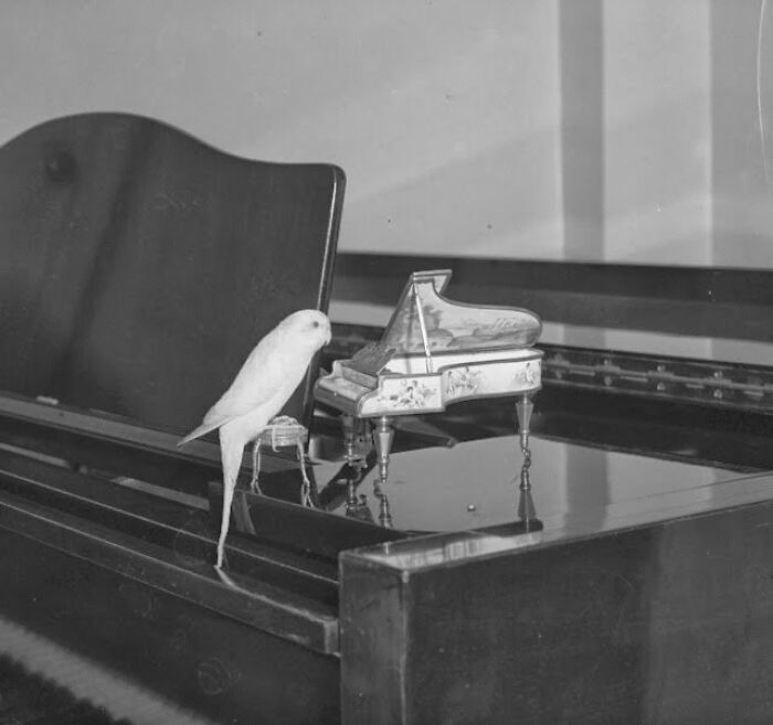 A white parakeet sitting next to a miniature piano on a larger piano in these old photos of animals.