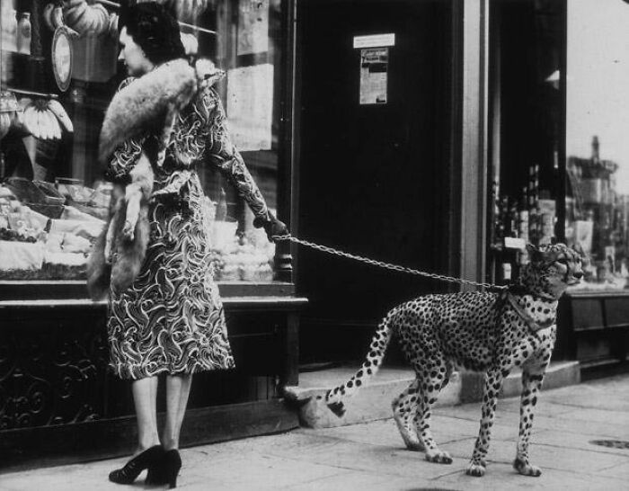 A black and white photo of a woman walking a cheetah on a leash, representing old photos of animals.