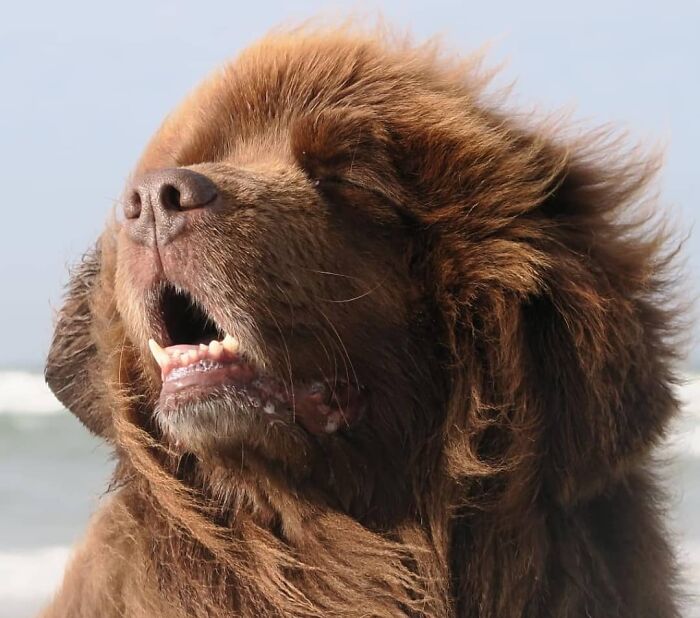 Hilarious photo of a fluffy dog with wind-blown fur and an open mouth, like an embarrassing family pic.