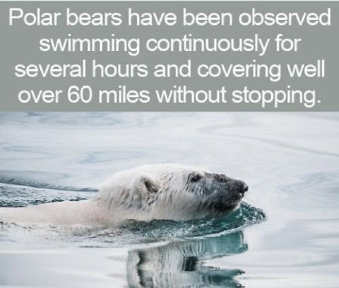 A polar bear swimming in the ocean, representing interesting facts about their long-distance swimming ability