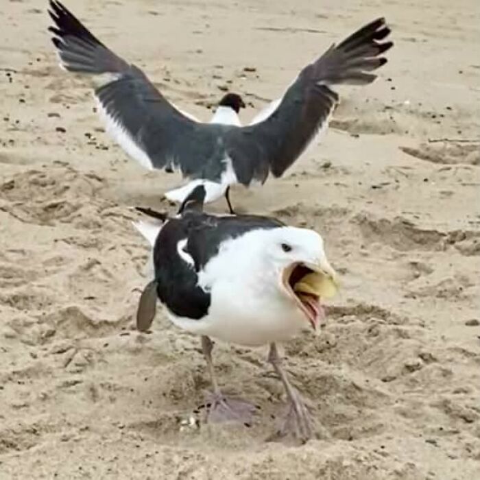 Seagull with wings spread and beak open on sandy beach wildlife photo