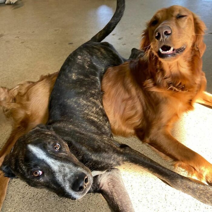 A brindle dog looks directly at the camera while a golden retriever dog lies on its side, both looking hilarious.