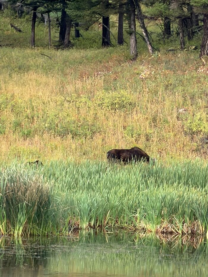 Moose grazing near water surrounded by trees and grass in a wildlife scene