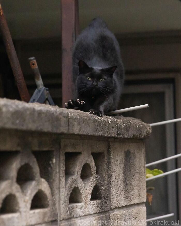 A black cat with bright eyes stretches on a concrete wall, its claws extended, from Masayuki Oki's street photography of black cats.
