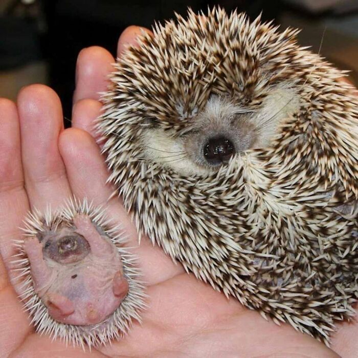 40 Adorable Animal Pics For Anyone Who Needs A Little Break From The Stress Of Everyday Life
