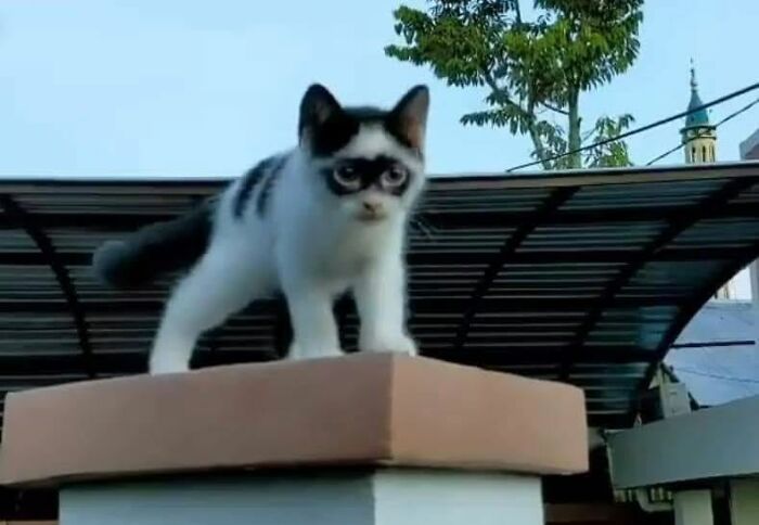 40 Adorable Animal Pics For Anyone Who Needs A Little Break From The Stress Of Everyday Life