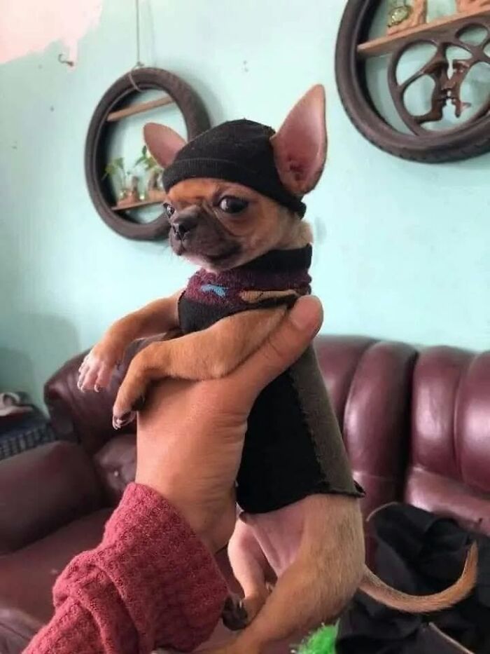 40 Adorable Animal Pics For Anyone Who Needs A Little Break From The Stress Of Everyday Life