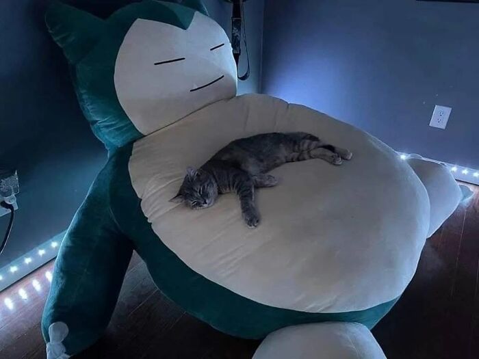 40 Adorable Animal Pics For Anyone Who Needs A Little Break From The Stress Of Everyday Life