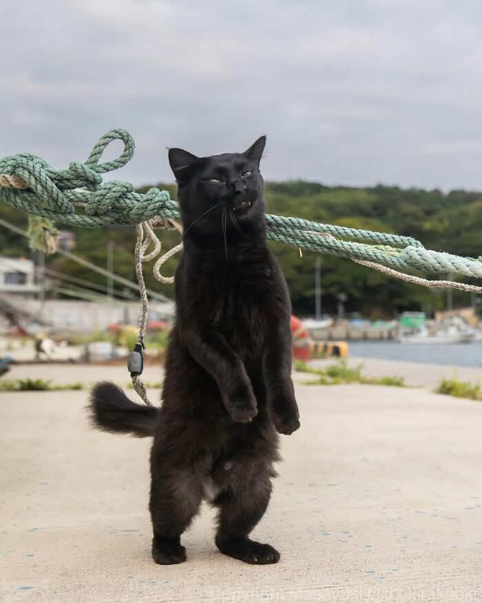 A black cat stands on its hind legs by a dock with ropes, a powerful image among Masayuki Oki's black cat photos.