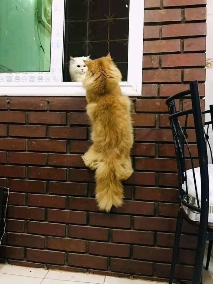 We Found These Hilarious And Heartwarming Cat Photos On The “Meaaaow” Facebook Page (40 Pics)