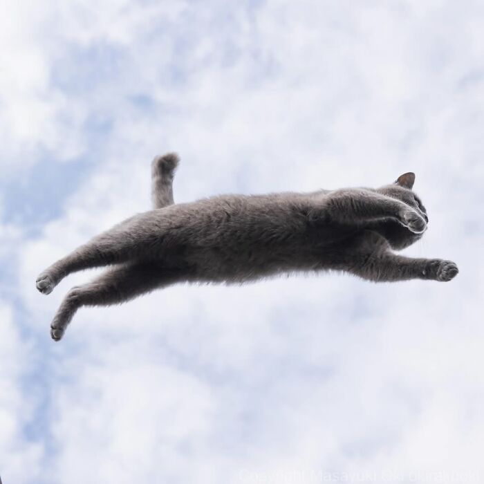 A grey cat captured mid-air against a cloudy sky, showcasing the agility of street cats in Masayuki Oki's photos.