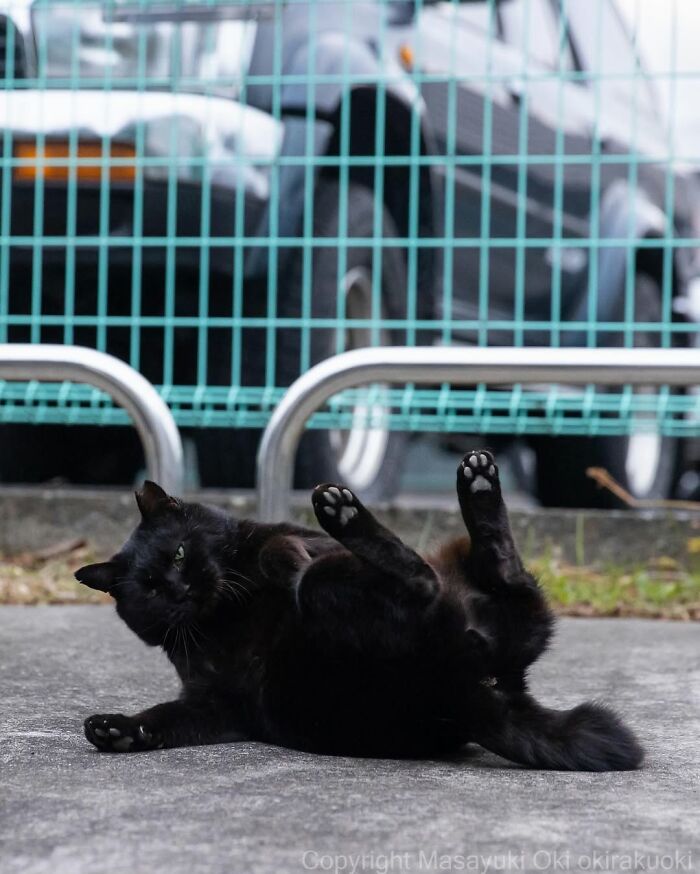A black cat lies on its back on a concrete surface, paws up, with a teal fence and car in the background.