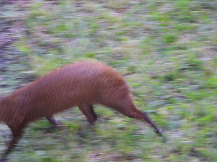 Motion-blurred image of a brown animal running on grass in wildlife photography