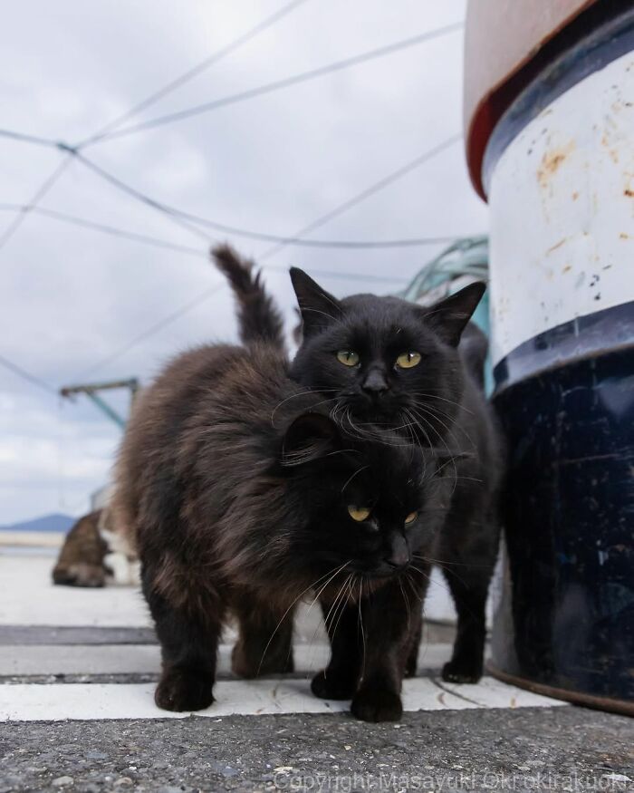 Two black cats stand close together, looking forward, with one slightly behind and above the other.