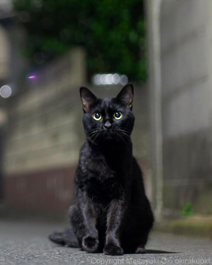 A black cat with bright green eyes sits on an asphalt street at night, with blurred lights in the background.