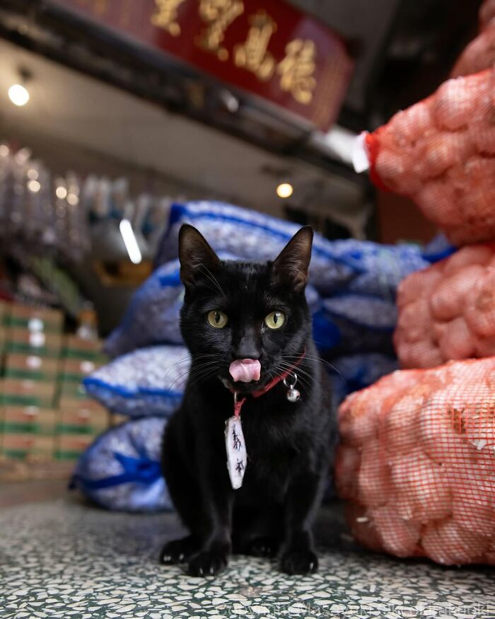 A black cat with a red collar and bell sits in a market, licking its nose, surrounded by bags of produce.