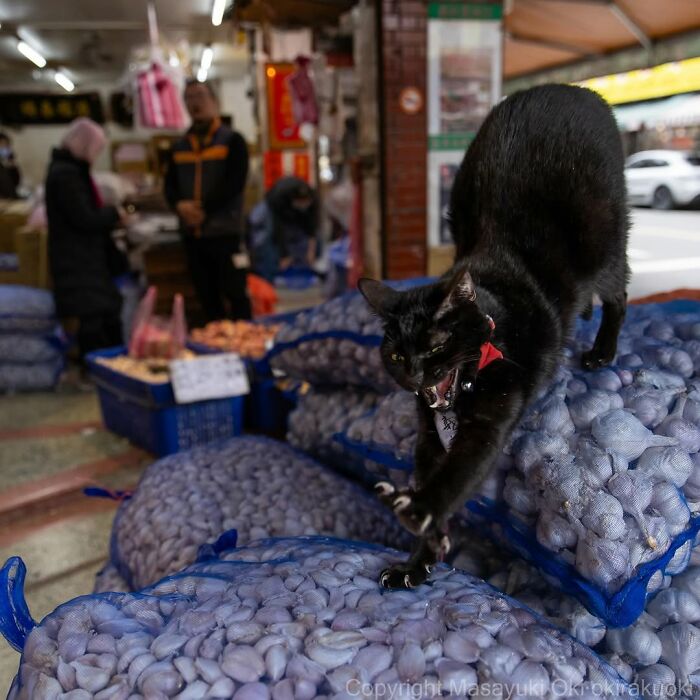 A black cat stretches its claws on bags of produce, captured by street photographer Masayuki Oki.