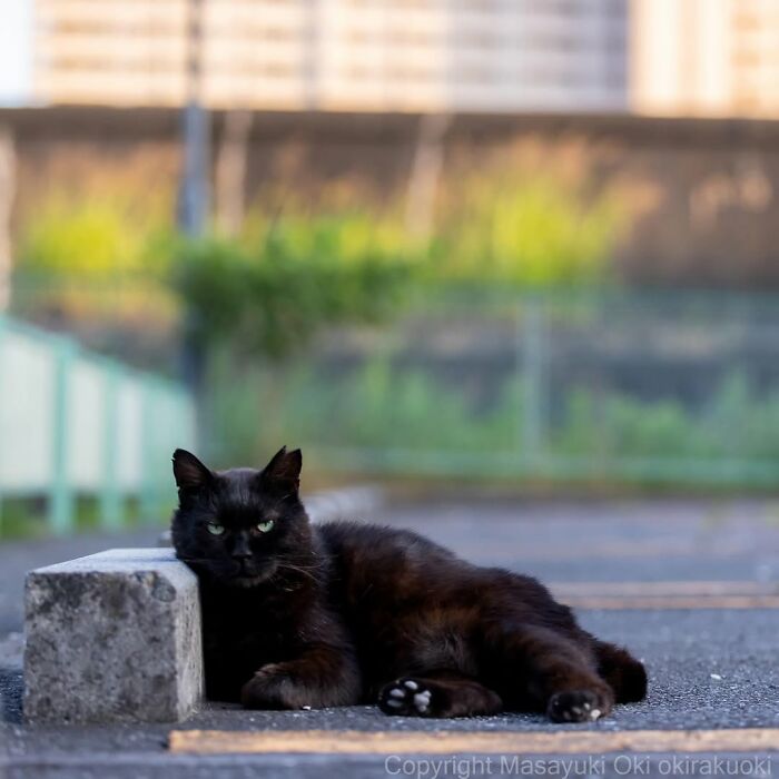 A black cat with green eyes rests beside a concrete block, photographed by Masayuki Oki.