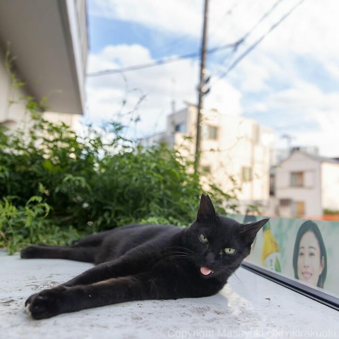 A black cat with its tongue slightly out, lying down on a ledge, taken by street photographer Masayuki Oki.