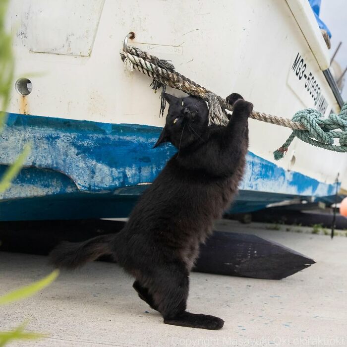 A black cat stands on its hind legs, scratching a rope tied to a boat, a photo by Masayuki Oki.
