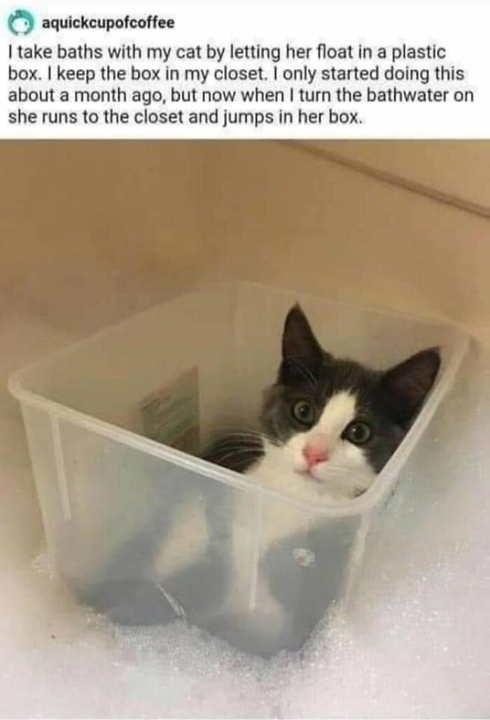 61 Hilarious Cat Posts From The ‘Cat’ Facebook Page That Feline Fans May Find Painfully Relatable