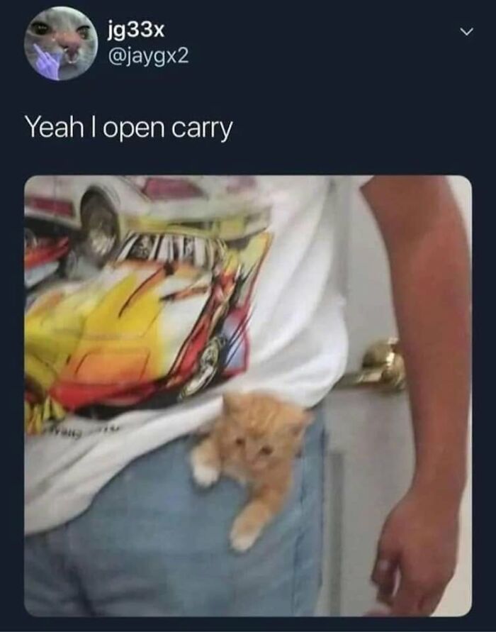 61 Hilarious Cat Posts From The ‘Cat’ Facebook Page That Feline Fans May Find Painfully Relatable