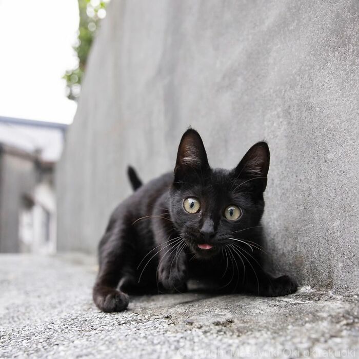 A wide-eyed black cat with its tongue slightly out looks surprised while crouching on a narrow street, a charming street photo.