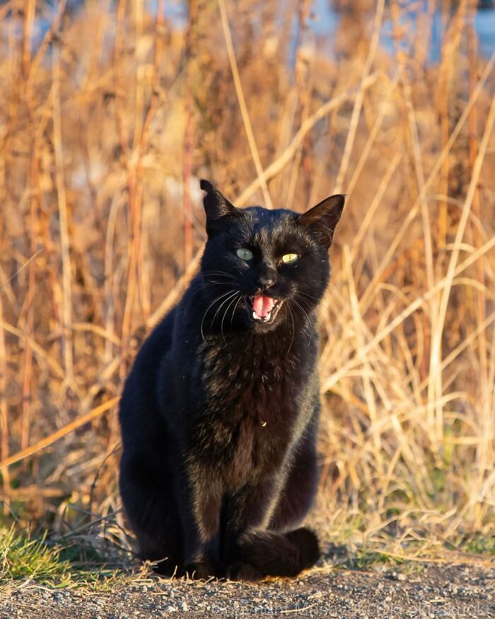 A black cat with its mouth open, sitting in dry grass under sunlight, captured by Masayuki Oki.