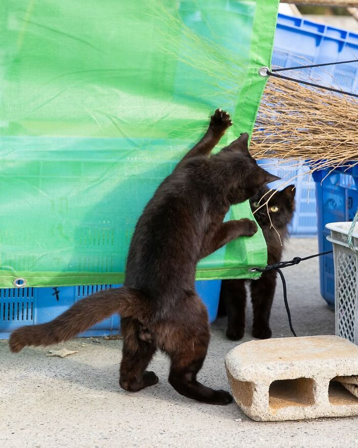 A black cat stands on its hind legs, reaching up a green tarp, while another black cat peeks from behind.