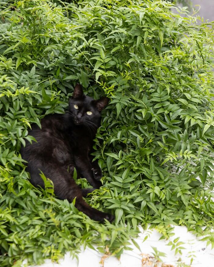A sleek black cat with piercing green eyes peeks out from lush green foliage, a captivating street photography moment.