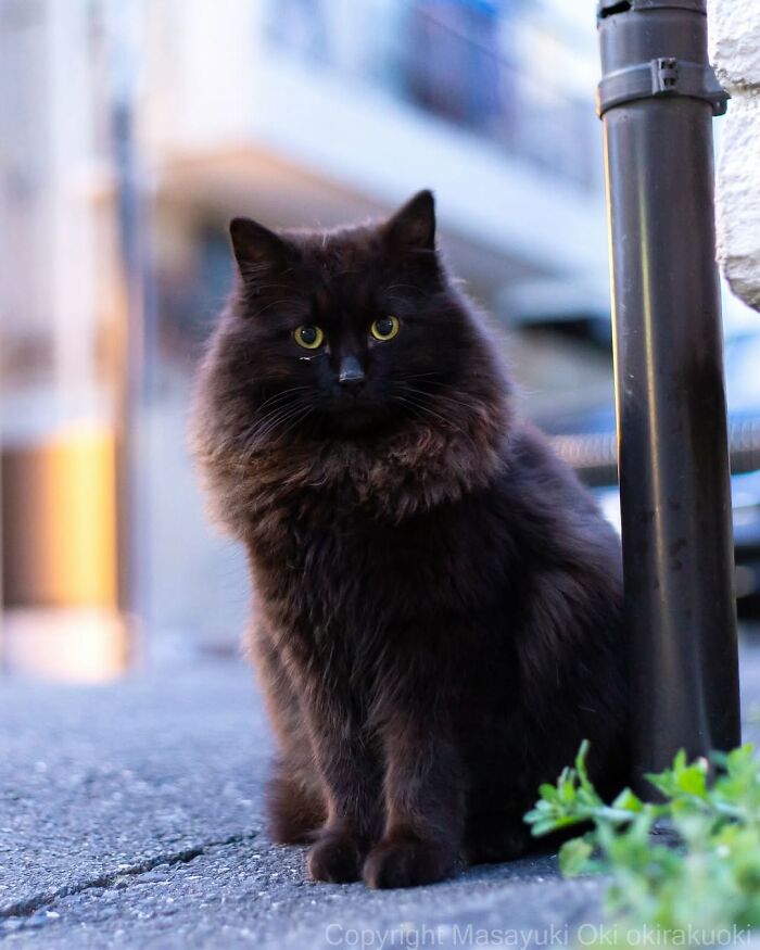 A fluffy black cat with bright yellow eyes gazes intently, posing on a quiet street, a stunning street photography.