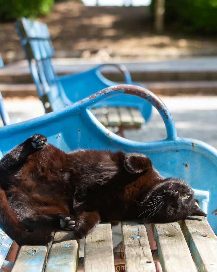 A playful black cat rolls on its back, sunbathing on a weathered blue park bench, an adorable street photo.