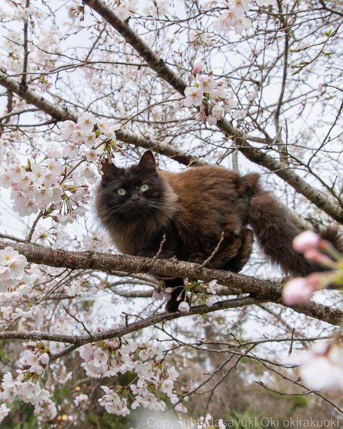 A majestic black cat with emerald eyes sits on a branch among delicate cherry blossoms, captured by a street photographer.