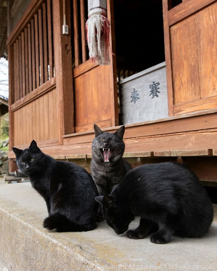Three black cats on the steps of a traditional wooden building, one yawning, another looking, and one eating, by Masayuki Oki.