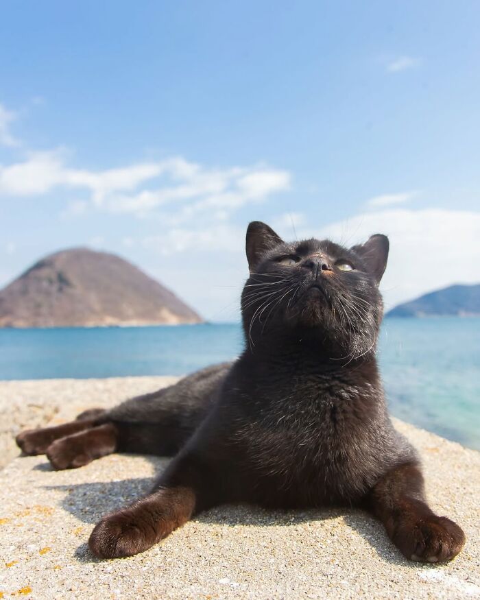 A black cat lounging on a stone wall by the sea, looking up at the sky, a peaceful scene by street photographer Masayuki Oki.