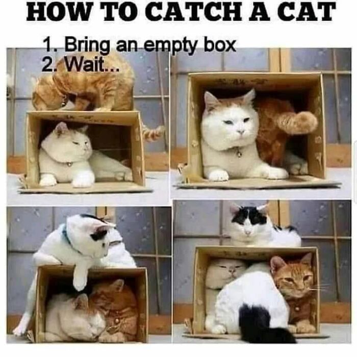 61 Hilarious Cat Posts From The ‘Cat’ Facebook Page That Feline Fans May Find Painfully Relatable