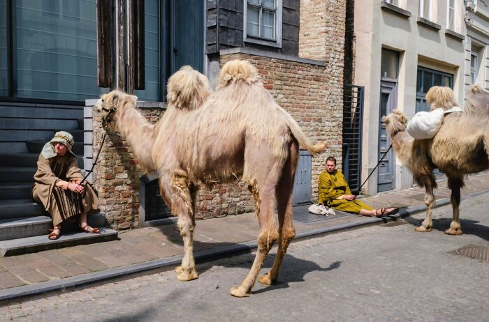 Jeffrey De Keyser street photography captures animals stealing the show, with two camels and handlers on a cobbled street.
