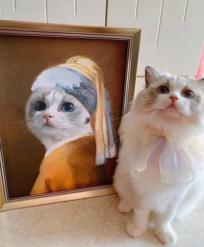 We Found These Hilarious And Heartwarming Cat Photos On The “Meaaaow” Facebook Page (40 Pics)
