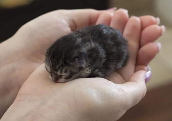 40 Adorable Animal Pics For Anyone Who Needs A Little Break From The Stress Of Everyday Life