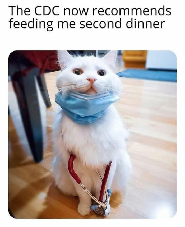 61 Hilarious Cat Posts From The ‘Cat’ Facebook Page That Feline Fans May Find Painfully Relatable