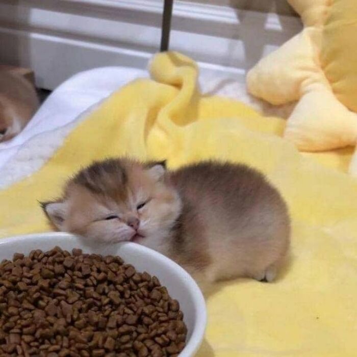 40 Adorable Animal Pics For Anyone Who Needs A Little Break From The Stress Of Everyday Life