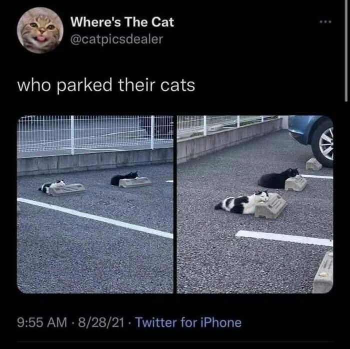 61 Hilarious Cat Posts From The ‘Cat’ Facebook Page That Feline Fans May Find Painfully Relatable