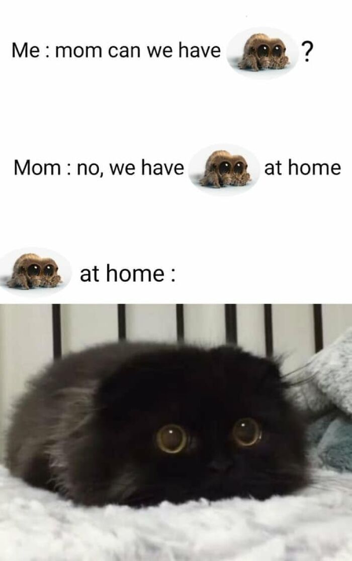 61 Hilarious Cat Posts From The ‘Cat’ Facebook Page That Feline Fans May Find Painfully Relatable