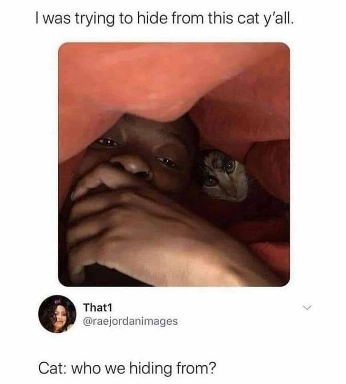 61 Hilarious Cat Posts From The ‘Cat’ Facebook Page That Feline Fans May Find Painfully Relatable