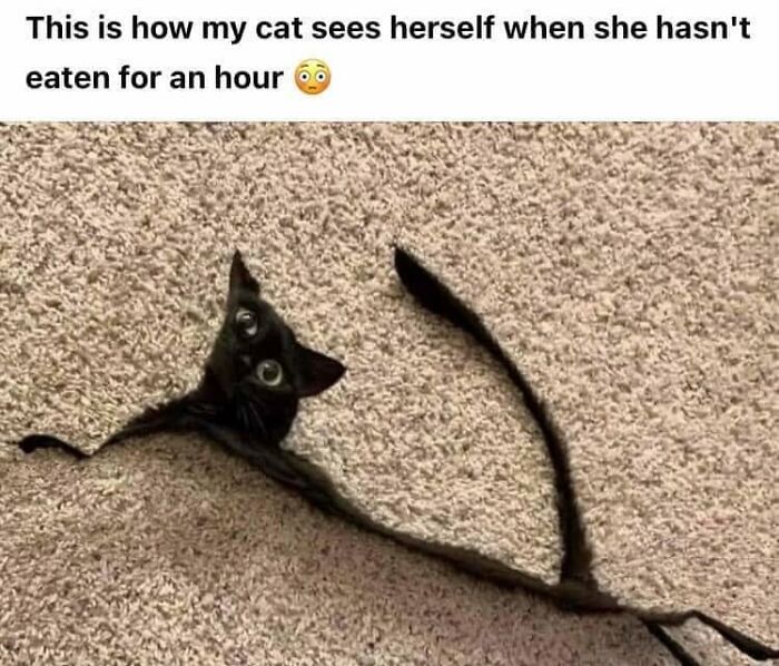 61 Hilarious Cat Posts From The ‘Cat’ Facebook Page That Feline Fans May Find Painfully Relatable