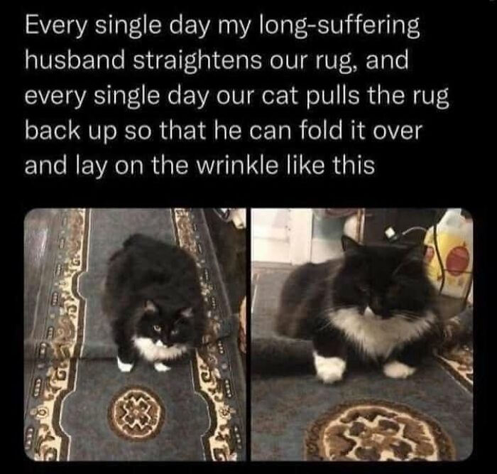 61 Hilarious Cat Posts From The ‘Cat’ Facebook Page That Feline Fans May Find Painfully Relatable