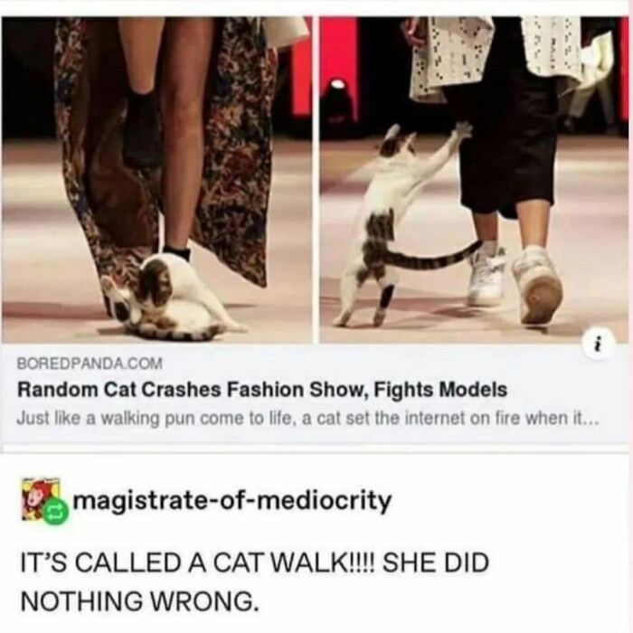 61 Hilarious Cat Posts From The ‘Cat’ Facebook Page That Feline Fans May Find Painfully Relatable