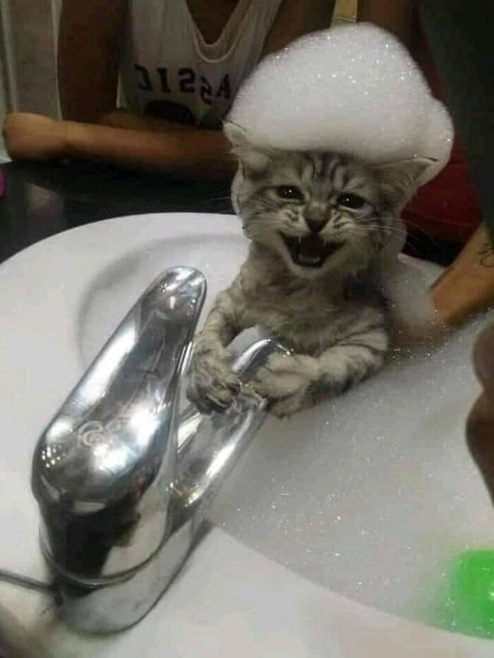 We Found These Hilarious And Heartwarming Cat Photos On The “Meaaaow” Facebook Page (40 Pics)