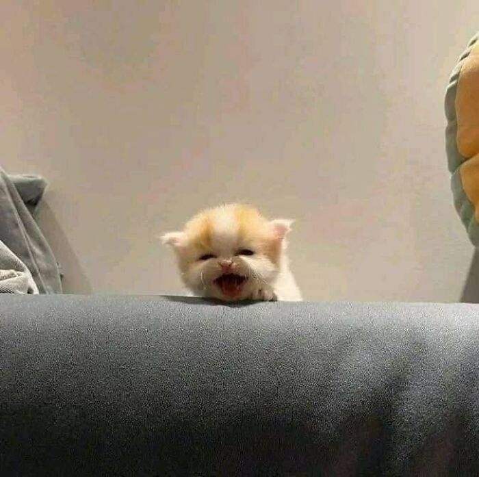 We Found These Hilarious And Heartwarming Cat Photos On The “Meaaaow” Facebook Page (40 Pics)