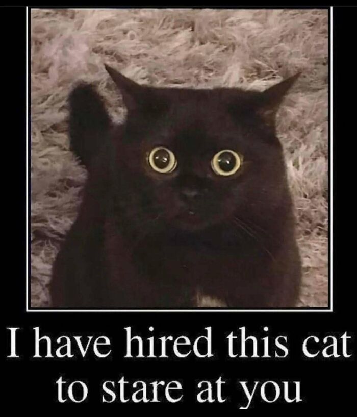 61 Hilarious Cat Posts From The ‘Cat’ Facebook Page That Feline Fans May Find Painfully Relatable